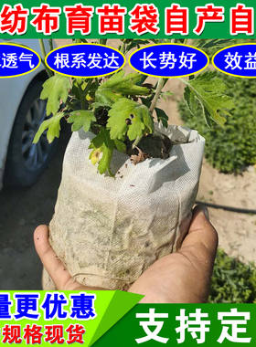 百香果育苗袋热卖澳洲坚果无纺布杯柑橘果树容器袋槟榔白色营养钵