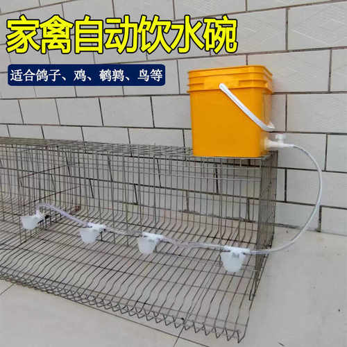 鸽子家禽自动饮水碗鹌鹑小鸡使用