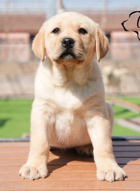 CKU五星级犬舍地中海犬舍纯种双血统拉布拉多幼犬黑色黄色有芯片