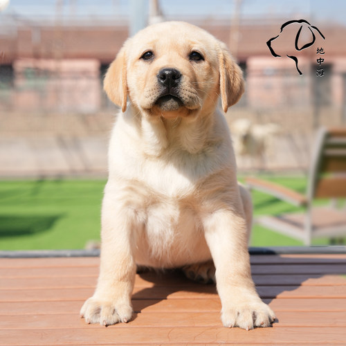 赛级幼犬拉布拉多纯血统