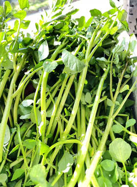 广西时令蔬菜西洋菜山泉水豆瓣菜养生菜新鲜采摘火锅食材新鲜上汤