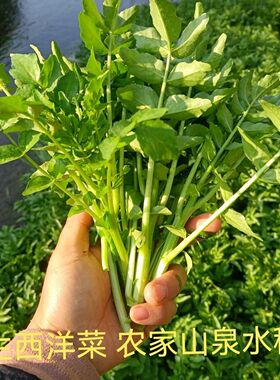 广西时令蔬菜西洋菜山泉水豆瓣菜养生菜新鲜采摘火锅食材新鲜上汤