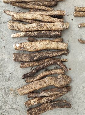 广西淮山药新鲜当季优选粉糯粗款特产农家种植产地现挖现发包邮