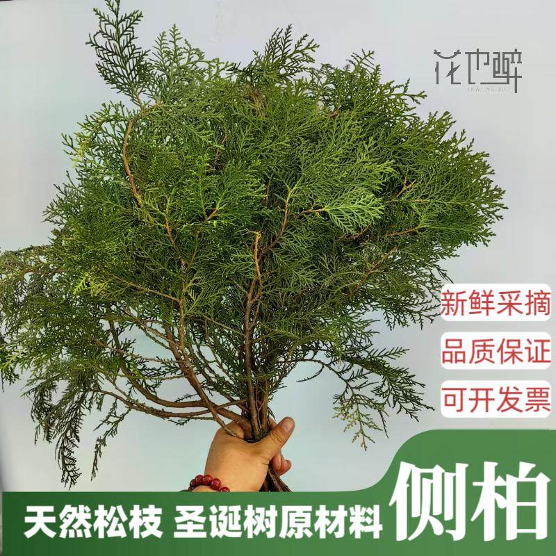 新鲜侧柏扁柏枝条松枝花材