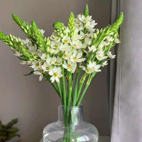 大花穗圣心百合鲜花一单包邮