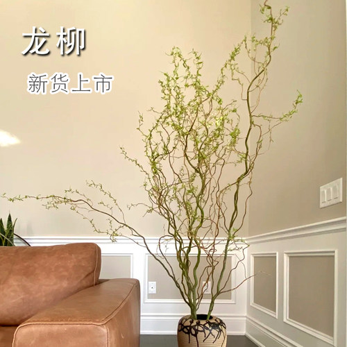 干支质量怎么样 干支口碑怎么样 小麦优选