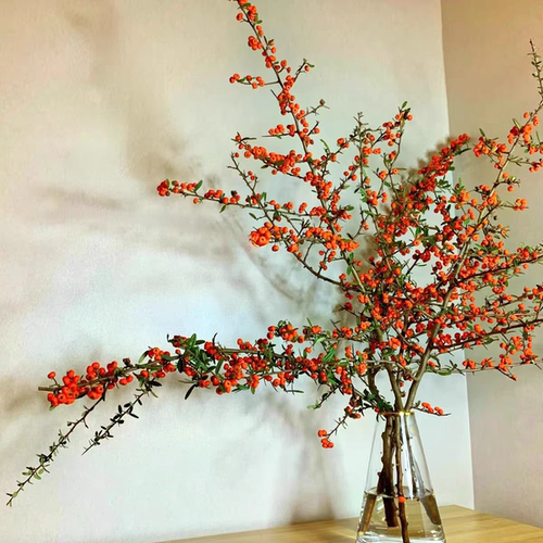 云南鲜花火棘果水养枝条