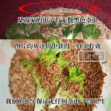 八哥鸟活虫种粮食小号面包虫鲜活虫鹩哥吃活体养殖饲料养殖引种家