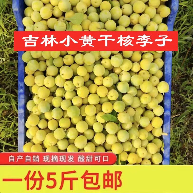 吉林小黄干核李子小绥河李子新鲜水果东北特产农产品5斤包邮