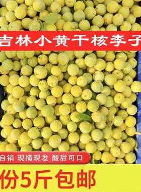 吉林小黄干核李子新鲜酸甜可口