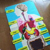 儿童人体器官结构认知毛毡早教科学区背景板魔术贴英语公开课教具