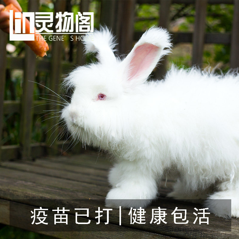 安哥拉兔宠物巨兔安哥拉大兔子幼兔长毛兔宠物兔网红兔包邮