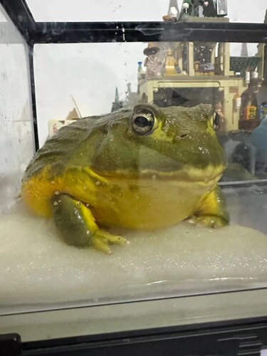 非洲牛蛙 10-12 CM