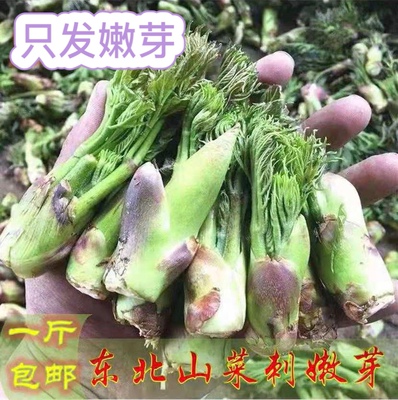 东北刺老芽刺嫩芽新鲜山野菜直采