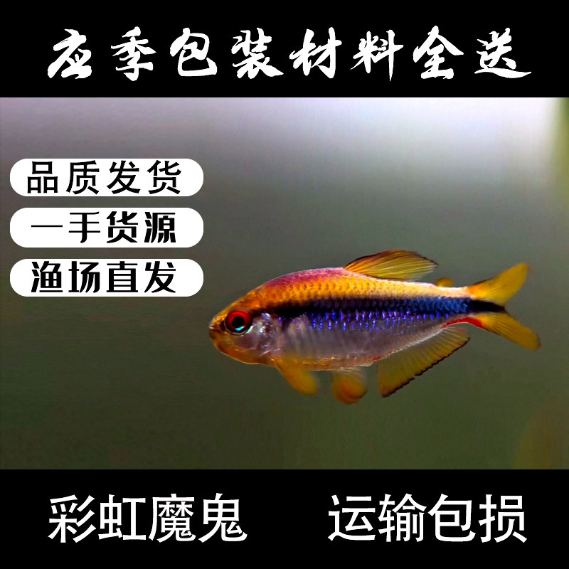 老版彩虹魔鬼F1高端南美淡水鱼热带小型观赏鱼灯科草缸灯群游好养