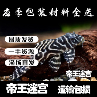 帝王迷宫老鼠斑异型L333人工鱼小型淡水鱼南美观赏鼠清道夫鱼底栖