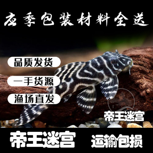 帝王迷宫l333人工鱼小型清道夫