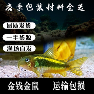 金线金鼠委内瑞拉青鼠异型鼠鱼南美生态鱼热带鱼鱼人工鱼清洁水族