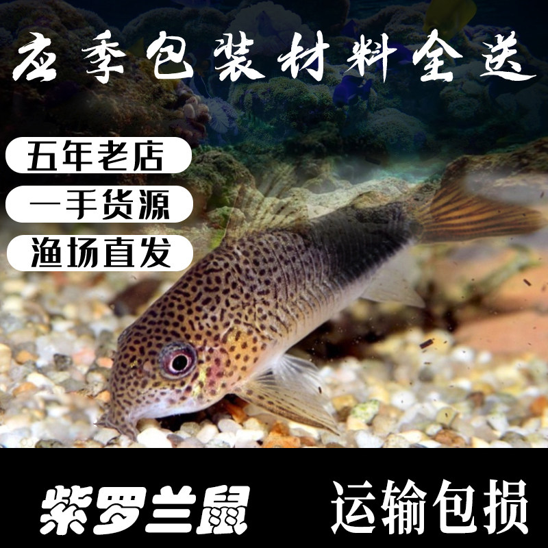 紫罗兰鼠异型鼠鱼南美鱼生态鱼热带鱼观赏鱼人工鱼清洁鱼淡水冷水