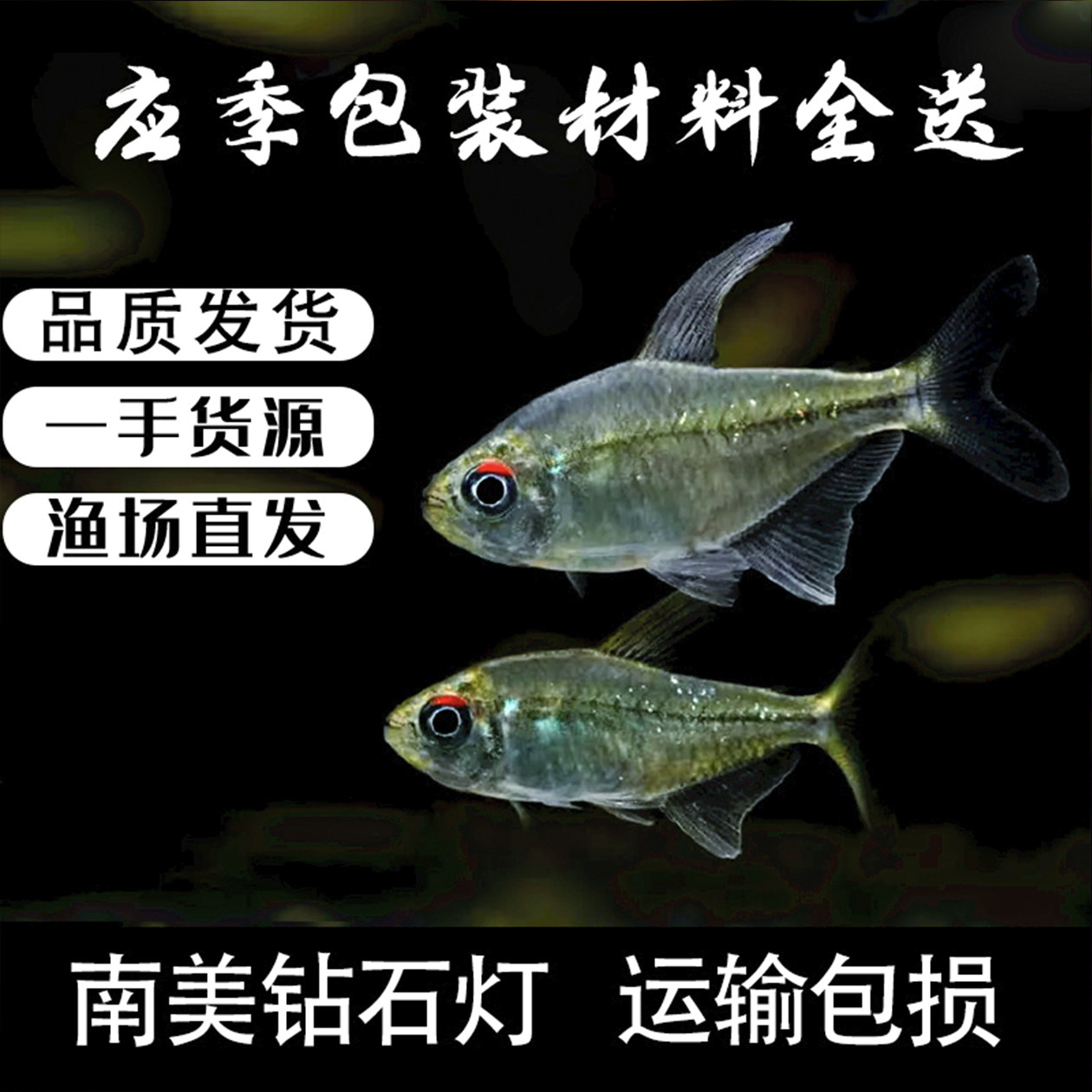 南美钻石灯闪光直线脂鲤南美进口小型淡水热带鱼灯科鱼群游鱼活体图片