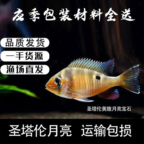 圣塔伦黄腹月亮宝石南美慈鲷温顺易养原生食土鲷热带鱼观赏鱼活体
