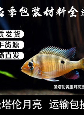 圣塔伦黄腹月亮宝石南美慈鲷温顺易养原生食土鲷热带鱼观赏鱼活体