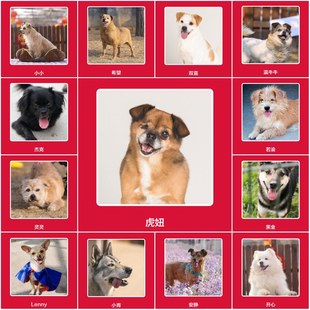 汪汪喵呜2026年2月『50汪喵星人生活卡』帮它们幸福健康的生活