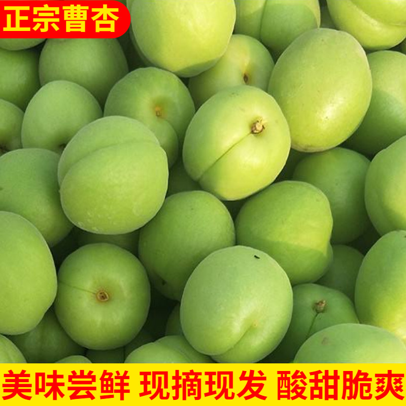 甘肃庆阳农家现摘青杏新鲜大绿杏脆酸杏子应季孕妇水果曹杏软硬核