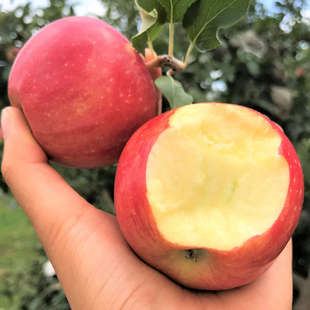 疆饱饱|中通新疆阿克苏早熟红富士非冰糖心嘎啦苹果水果当季整箱