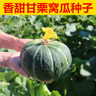 东北种子倭瓜种子窝瓜种子南瓜甘甜面瓜香甜甘栗种子包邮