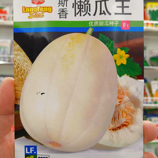 东北香瓜种子籽斯香懒瓜王甜宝老式香瓜小园种植小面积种植100粒