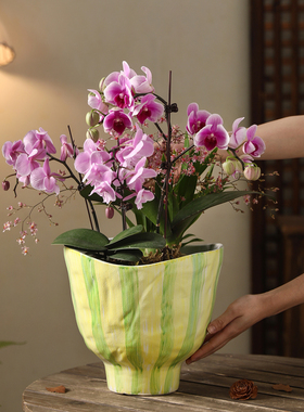 简约创意陶瓷花盆波浪口轻奢高级感家用客厅兰花蝴蝶兰专用花卉盆