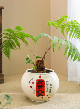 花盆陶瓷中国风简约客厅兰花三角梅专用轻奢高级大号冬青盆栽绿植