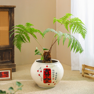 花盆陶瓷中国风简约客厅兰花三角梅专用轻奢高级大号冬青盆栽绿植