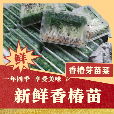 【新鲜速发】香椿芽食用香椿嫩芽香椿芽苗菜蔬菜凉拌摆盘装饰花草