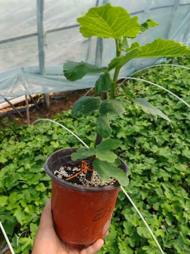 卡门扎菲罗黑扎无花果果树苗盆栽