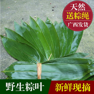 广西正宗野生粽子叶新鲜粽叶粽粑叶棕叶箬叶50片5份起包邮送棕绳