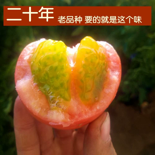 Аутентичный железо -кожа -кив