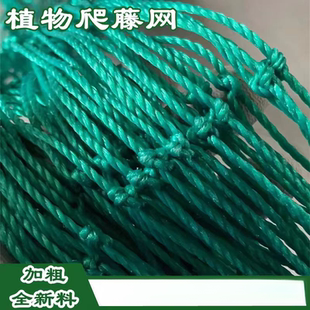 植物爬藤网加粗黄瓜网百香果网吊瓜种植葡萄架网园艺攀爬网防护网