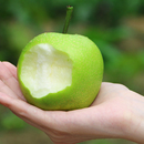 包邮 5斤整箱 现摘现发3 青皮蜜梨皇冠梨皮薄脆甜多汁翠冠梨当季