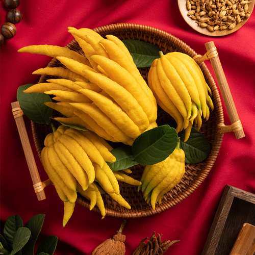 新鲜金华佛手基地现发