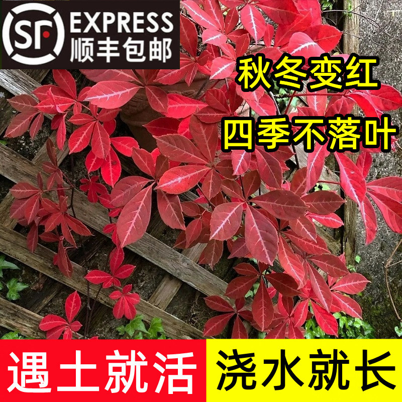 爬山虎苗爬藤植物户外红色三叶爬墙虎苗五叶阳台攀藤花卉盆栽