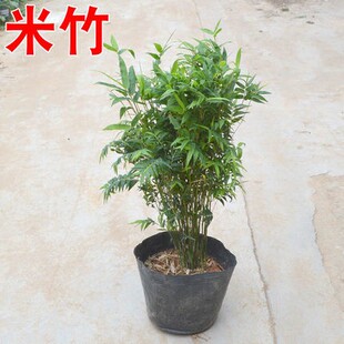 盆景竹子米竹盆栽凤尾竹观赏小型竹子凤尾竹绿植花卉盆琴丝竹绿植