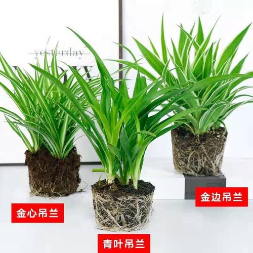 绿澳源阳台客厅不开花