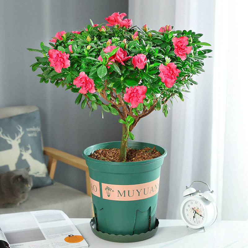 网友分享在meiguo.com的图片