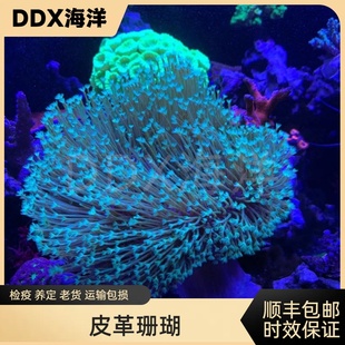 荧光绿皮革密须皮长须皮革珊瑚软体LPS鱼缸海水鱼好养
