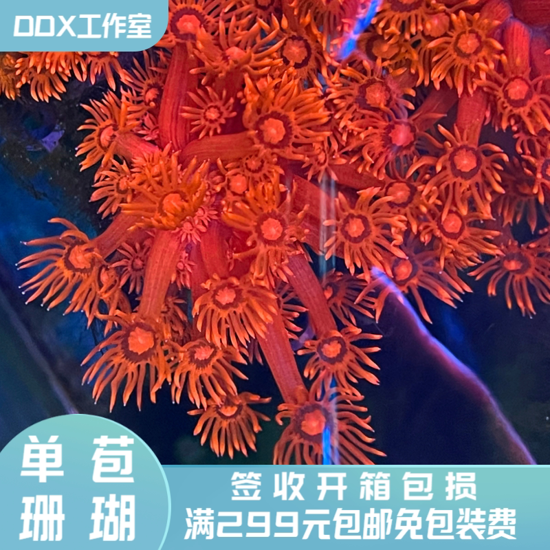 红单苞长须飘逸珊瑚红单包软体lps海水鱼缸活体
