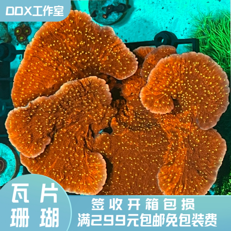 印尼荧光绿瓦片活体断枝m属人工sps海水鱼缸活物硬骨