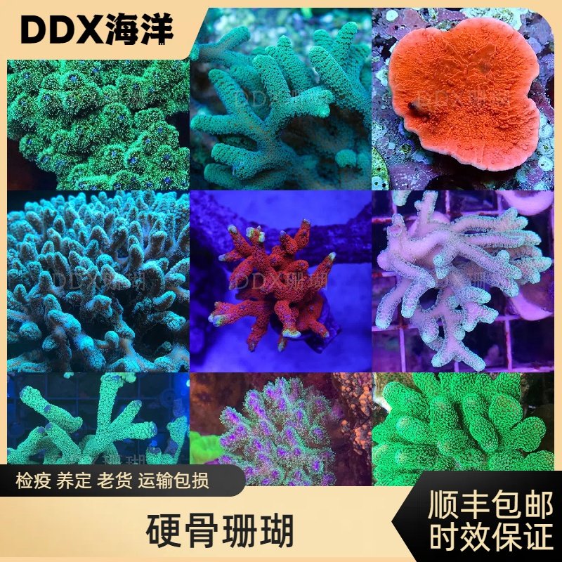 硬骨珊瑚SPS海缸硬骨好养印尼叠牙鸟巢图钉澳洲猫骨海水鱼缸,宠物/宠物食品及用品,珊瑚/海葵,淘宝优惠券,粉丝福利购,淘宝优惠卷