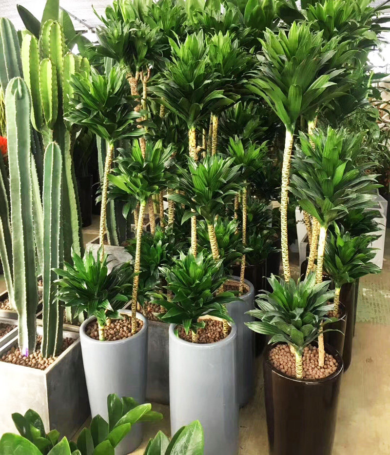 成都室内植物太阳神苗木景观植物盆景花卉客厅阳台办公室绿植好养